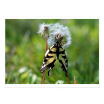Swallowtail Butterfly Postcard