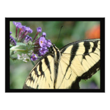 Swallowtail Butterfly Print Photo
