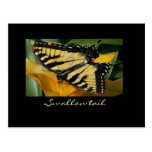 Swallowtail postcard