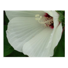 Swamp Mallow Close-up Post Card
