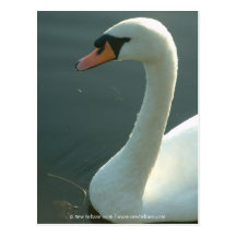 Swan [Adult] Post Card