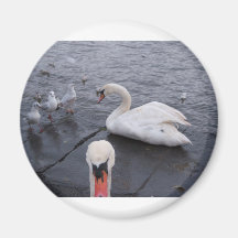 Swan and Gulls Fridge Magnets