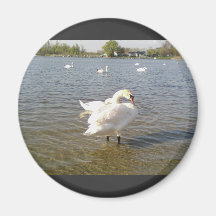 Swan Birds Refrigerator Magnet