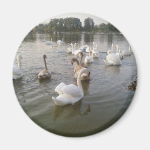 Swan Family Fridge Magnets