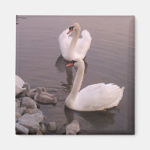 Swan Family Magnet