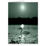 Swan Lake cards