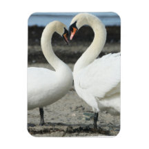 Swan Love  Premium Magnet