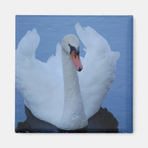 Swan Magnet