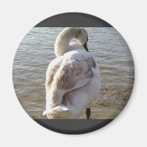 Swan On Lake Fridge Magnet