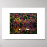 Swan Reflection Poster Print