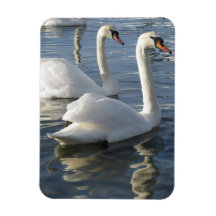 Swan Reflections Premium Magnet