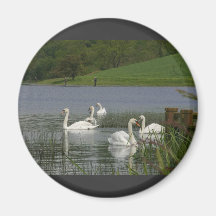Swans Animal Fridge Magnet