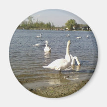 Swans Lake Magnet