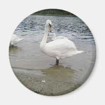 Swans Looking Fridge Magnets