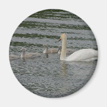 Swans Magnets