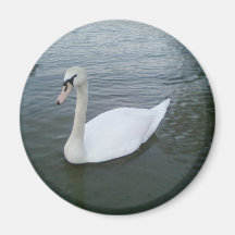 Swans White Fridge Magnet