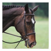 Sweet Arab Horse Invitations