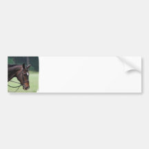 Sweet Arabian Horse Bumper Sticker