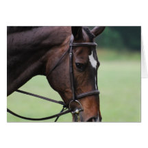 Sweet Arabian Horse Greeting Cards
