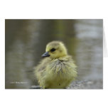Sweet Baby Greeting Card