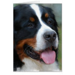 Sweet Bernese Greeting Card