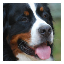 Sweet Bernese Invitations