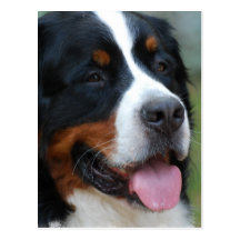 Sweet Bernese Postcard