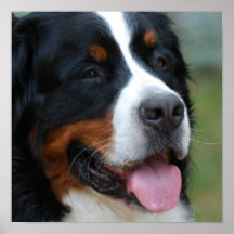 Sweet Bernese Poster
