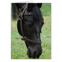 Sweet Black Horse Greeting Cards