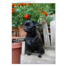 Sweet Black Pug Note Card - blank