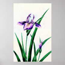 Sweet Flag 1870 Posters