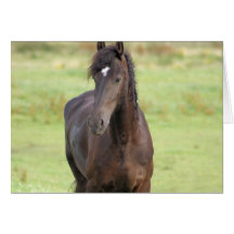 Sweet Friesian Horse  Greeting Cards