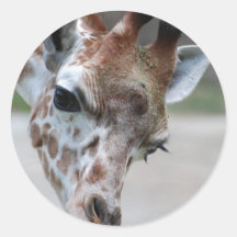 Sweet Giraffe Stickers