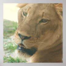Sweet Lioness Poster