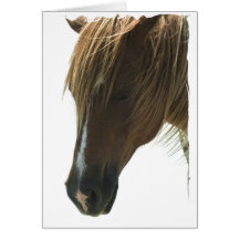 Sweet Mustang Horse Greeting Card