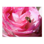 Sweet Nectar after a Light Rain Shower, Flower Bee Postcard