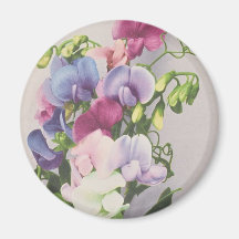 Sweet Pea 1907 Magnets