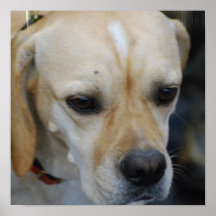 Sweet Portuguese Pointer Poster