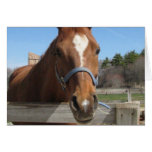 Sweet Quarter Horse Greeting Card