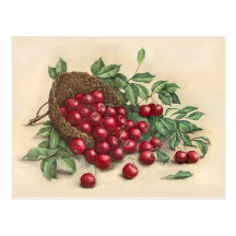 Sweet Red Cherries Postcard