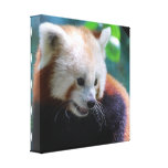 Sweet Red Panda Canvas Print