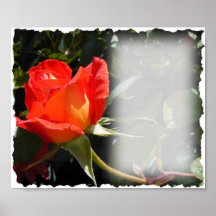 Sweet Rose Print
