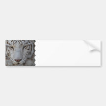 Sweet White Tiger Bumper Sticker