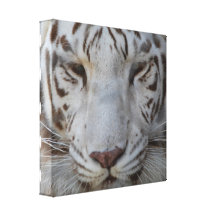 Sweet White Tiger Canvas Print