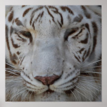 Sweet White Tiger Poster