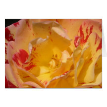 Sweet Yellow Rose Flower Greeting or Note Cards