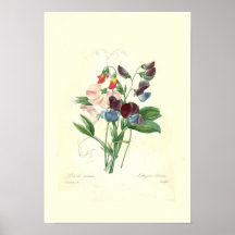 Sweetpeas Print