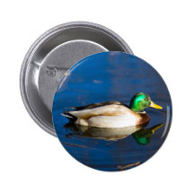 Swimming Duck Button