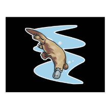 swimming duckbilled platypus post cards