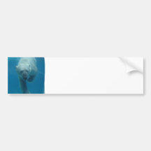 Swimming Polar Bear  Bumper Stickers